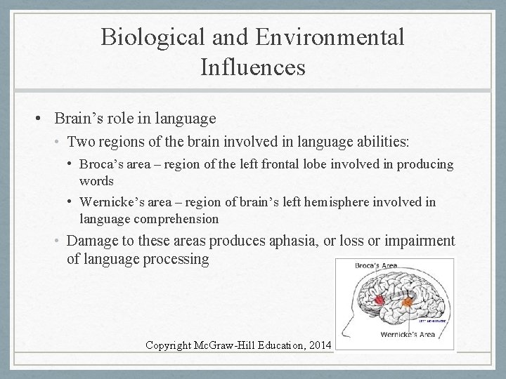 Biological and Environmental Influences • Brain’s role in language • Two regions of the