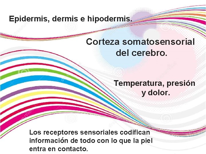 Epidermis, dermis e hipodermis. Corteza somatosensorial del cerebro. Temperatura, presión y dolor. Los receptores