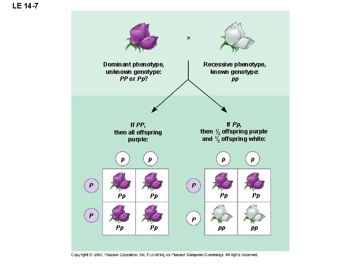 LE 14 -7 Dominant phenotype, unknown genotype: PP or Pp? Recessive phenotype, known genotype: