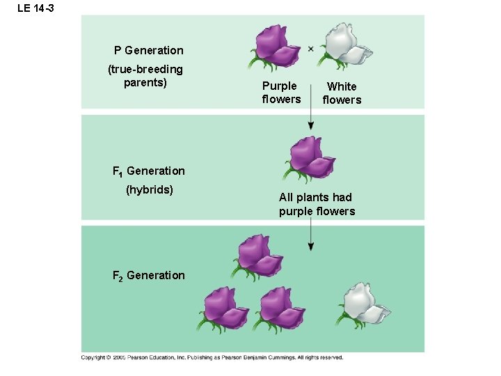 LE 14 -3 P Generation (true-breeding parents) Purple flowers White flowers F 1 Generation