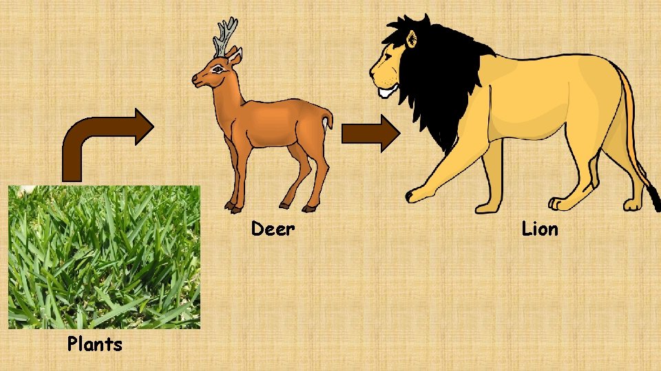 Deer Plants Lion 