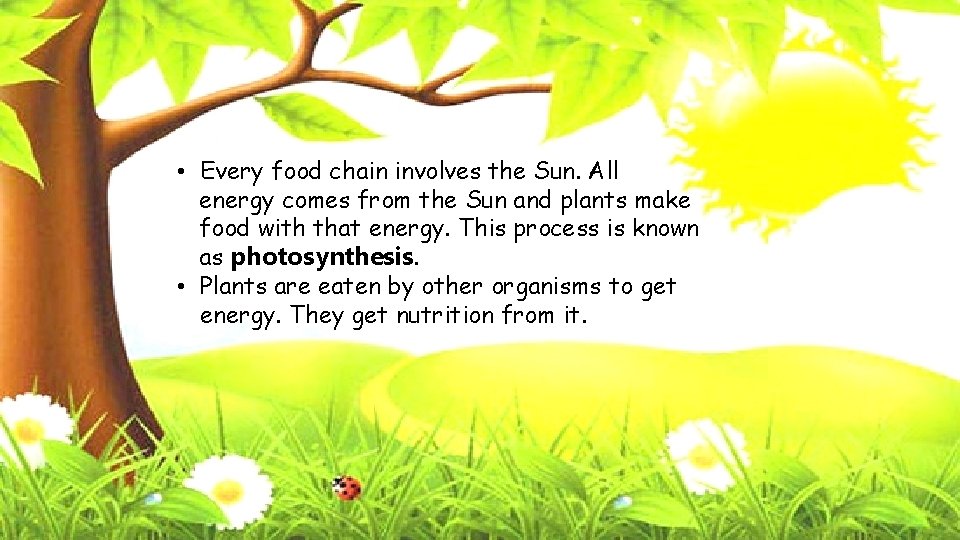  • Every food chain involves the Sun. All energy comes from the Sun