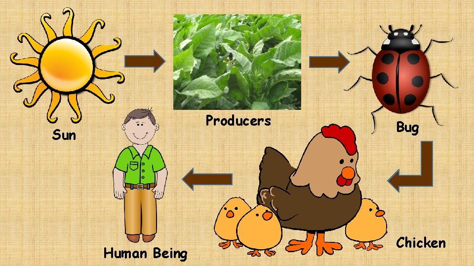 Producers Sun Human Being Bug Chicken 