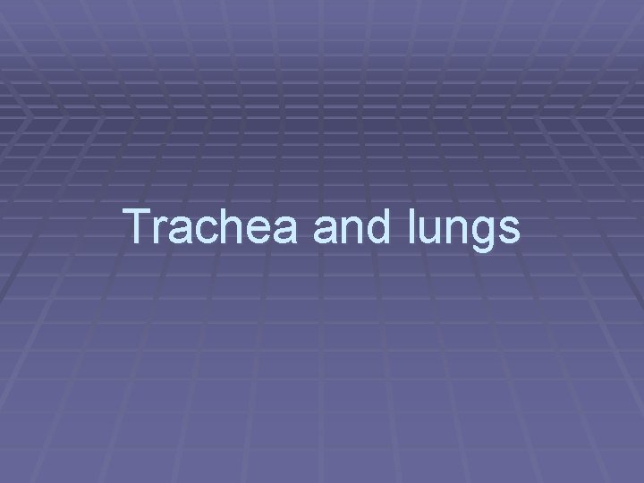 Trachea and lungs 