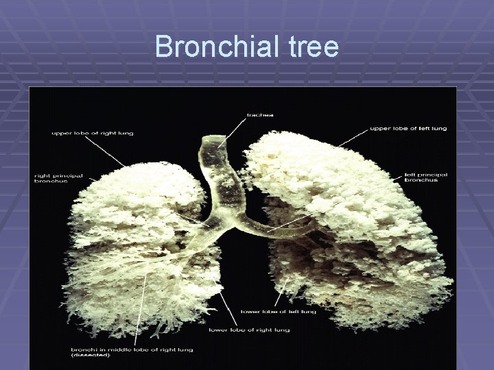 Bronchial tree 