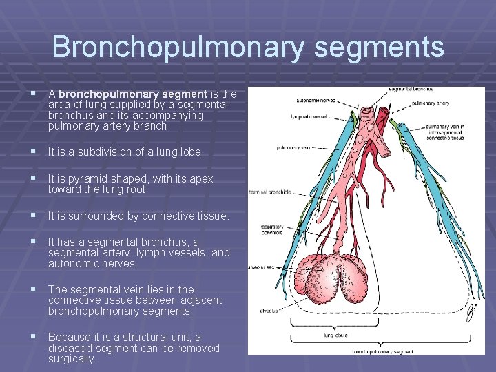 Bronchopulmonary segments § A bronchopulmonary segment is the area of lung supplied by a