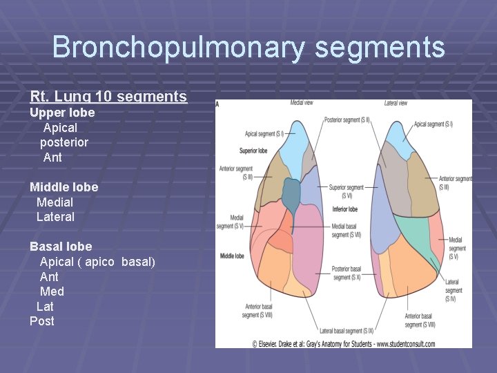 Bronchopulmonary segments Rt. Lung 10 segments Upper lobe Apical posterior Ant Middle lobe Medial