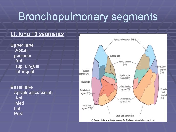Bronchopulmonary segments Lt. lung 10 segments Upper lobe Apical posterior Ant sup. Lingual inf.