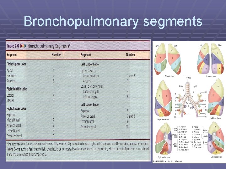 Bronchopulmonary segments 