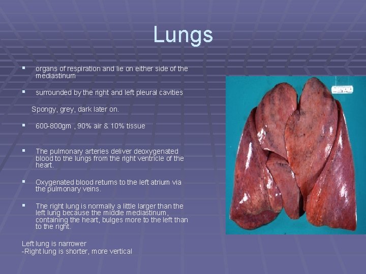 Lungs § organs of respiration and lie on either side of the mediastinum §