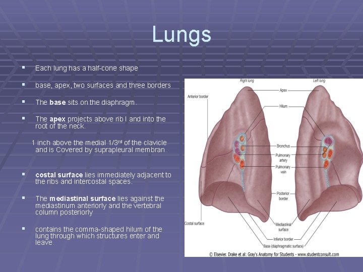 Lungs § Each lung has a half-cone shape § base, apex, two surfaces and