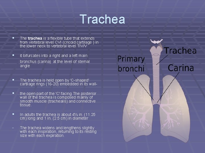 Trachea § The trachea is a flexible tube that extends from vertebral level CVI