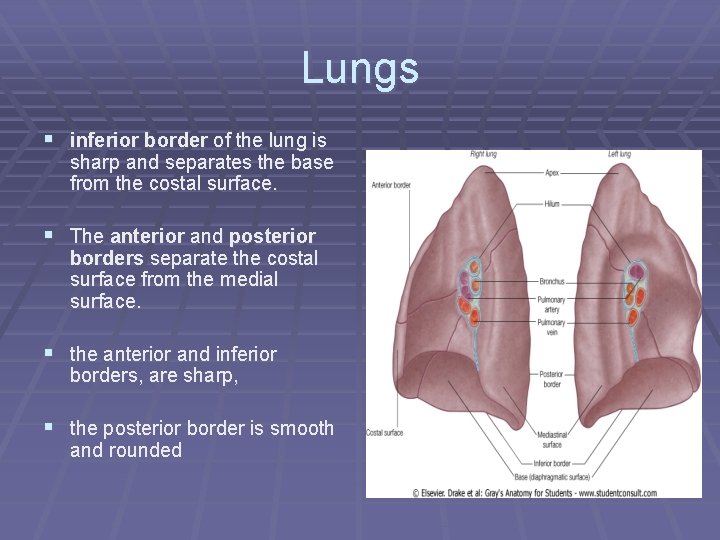 Lungs § inferior border of the lung is sharp and separates the base from