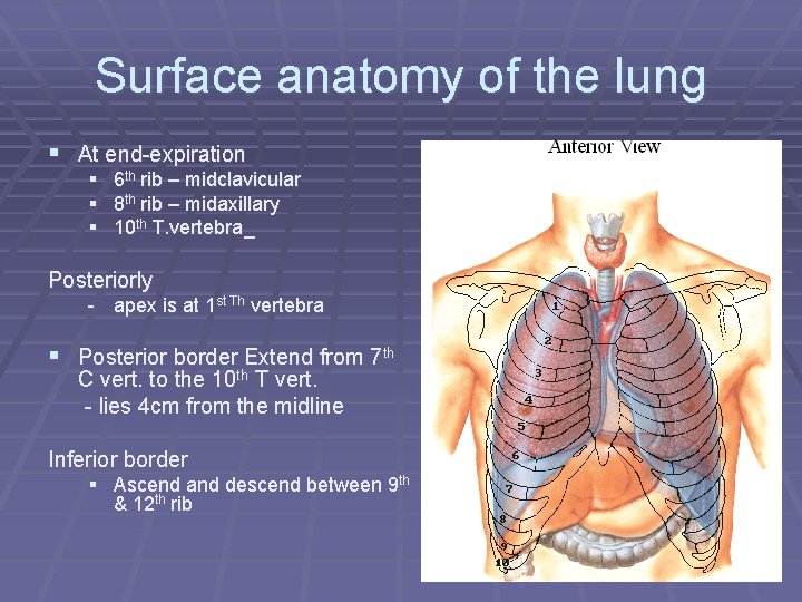 Surface anatomy of the lung § At end-expiration § 6 th rib – midclavicular