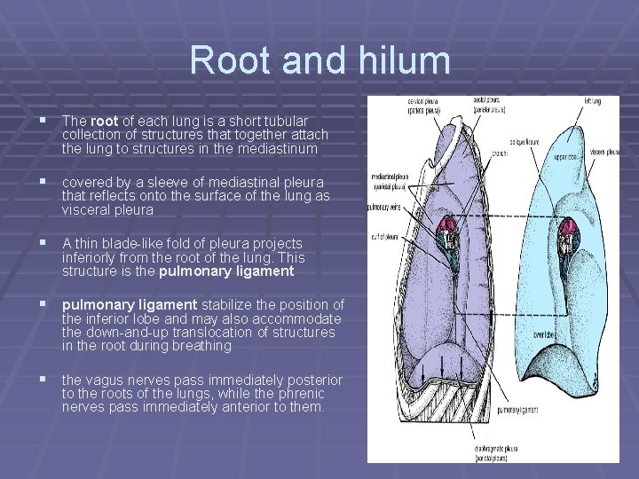 Root and hilum § The root of each lung is a short tubular collection