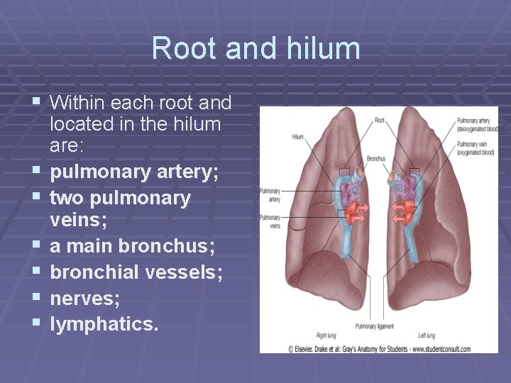 Root and hilum § Within each root and § § § located in the