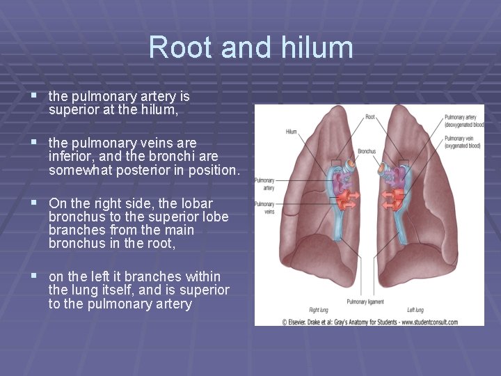 Root and hilum § the pulmonary artery is superior at the hilum, § the