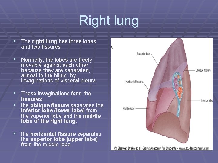 Right lung § The right lung has three lobes and two fissures § Normally,