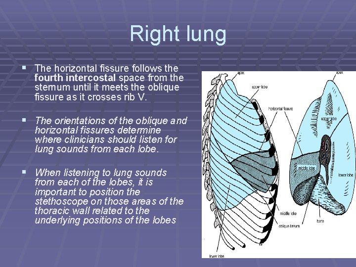 Right lung § The horizontal fissure follows the fourth intercostal space from the sternum