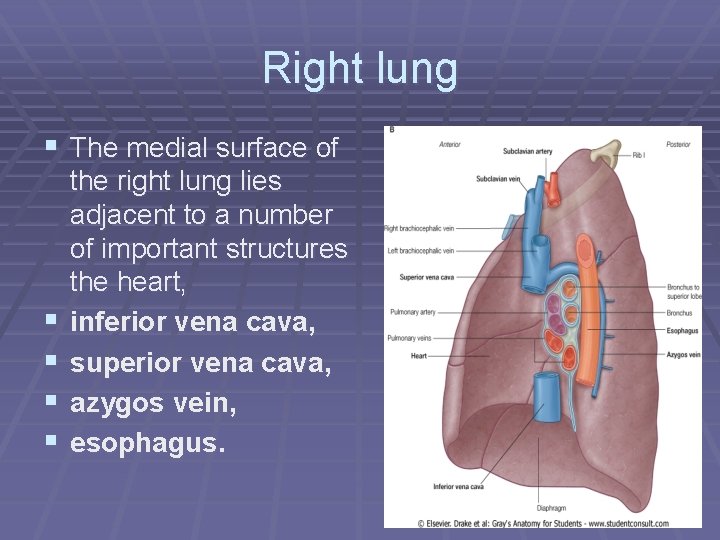 Right lung § The medial surface of § § the right lung lies adjacent