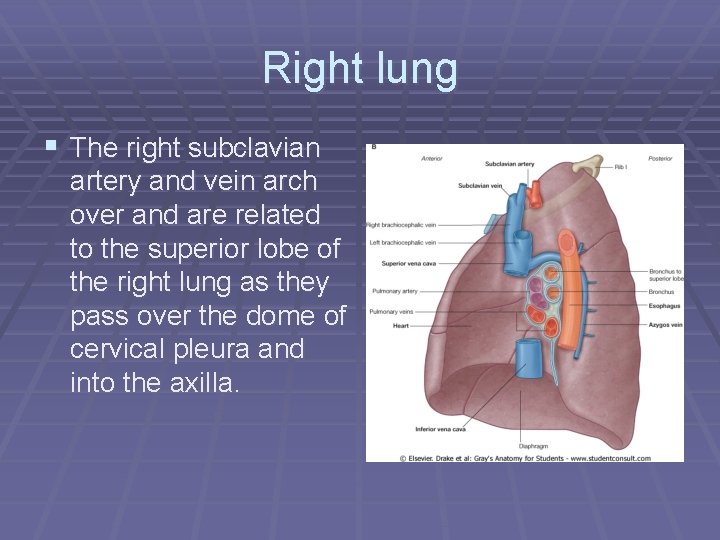 Right lung § The right subclavian artery and vein arch over and are related