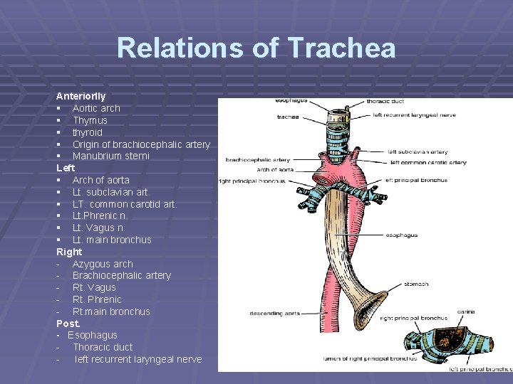 Relations of Trachea Anteriorlly § Aortic arch § Thymus § thyroid § Origin of