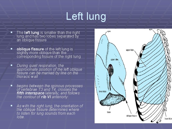 Left lung § The left lung is smaller than the right lung and has
