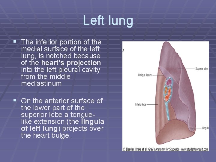 Left lung § The inferior portion of the medial surface of the left lung,