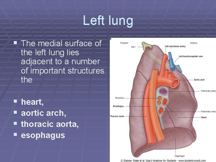 Left lung § The medial surface of the left lung lies adjacent to a