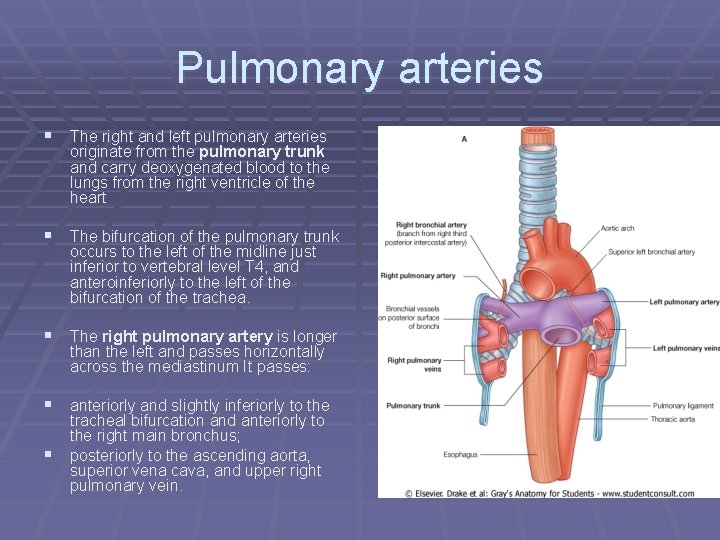 Pulmonary arteries § The right and left pulmonary arteries originate from the pulmonary trunk