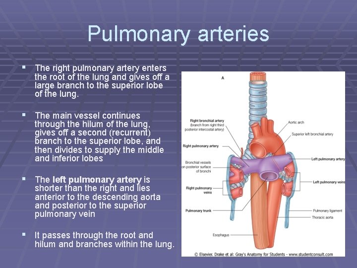 Pulmonary arteries § The right pulmonary artery enters the root of the lung and