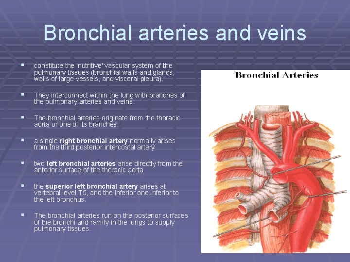 Bronchial arteries and veins § constitute the 'nutritive' vascular system of the pulmonary tissues