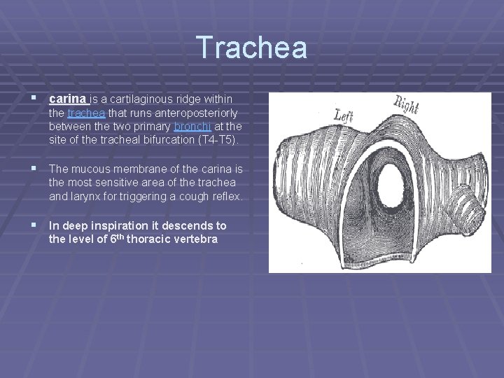 Trachea § carina is a cartilaginous ridge within the trachea that runs anteroposteriorly between