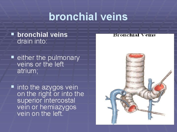 bronchial veins § bronchial veins drain into: § either the pulmonary veins or the