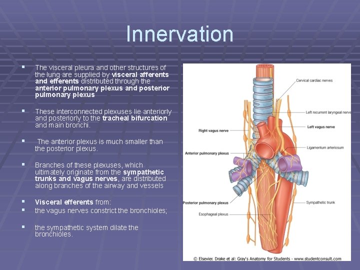 Innervation § The visceral pleura and other structures of the lung are supplied by