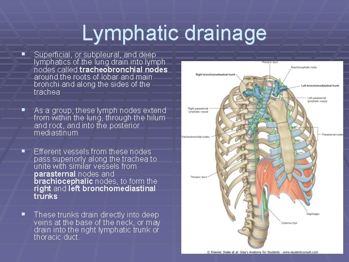 Lymphatic drainage § Superficial, or subpleural, and deep lymphatics of the lung drain into