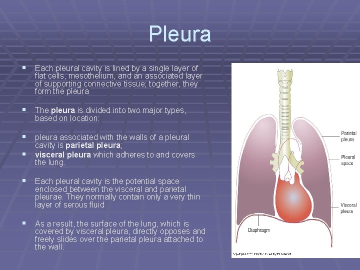 Pleura § Each pleural cavity is lined by a single layer of flat cells,