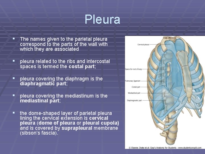 Pleura § The names given to the parietal pleura correspond to the parts of