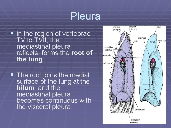 Pleura § in the region of vertebrae TV to TVII, the mediastinal pleura reflects,