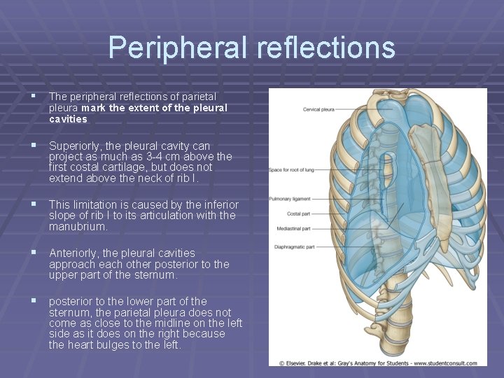 Peripheral reflections § The peripheral reflections of parietal pleura mark the extent of the