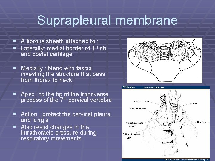 Suprapleural membrane § A fibrous sheath attached to : § Laterally: medial border of