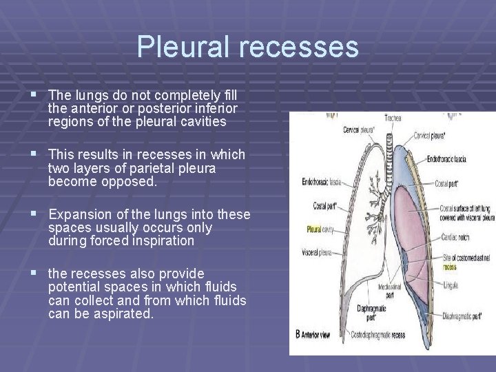 Pleural recesses § The lungs do not completely fill the anterior or posterior inferior