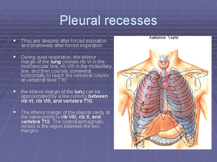 Pleural recesses § They are deepest after forced expiration and shallowest after forced inspiration.