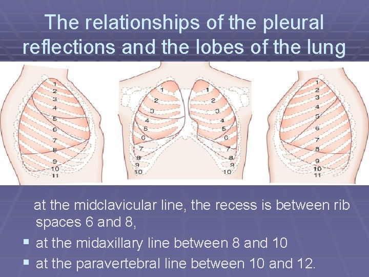 The relationships of the pleural reflections and the lobes of the lung at the