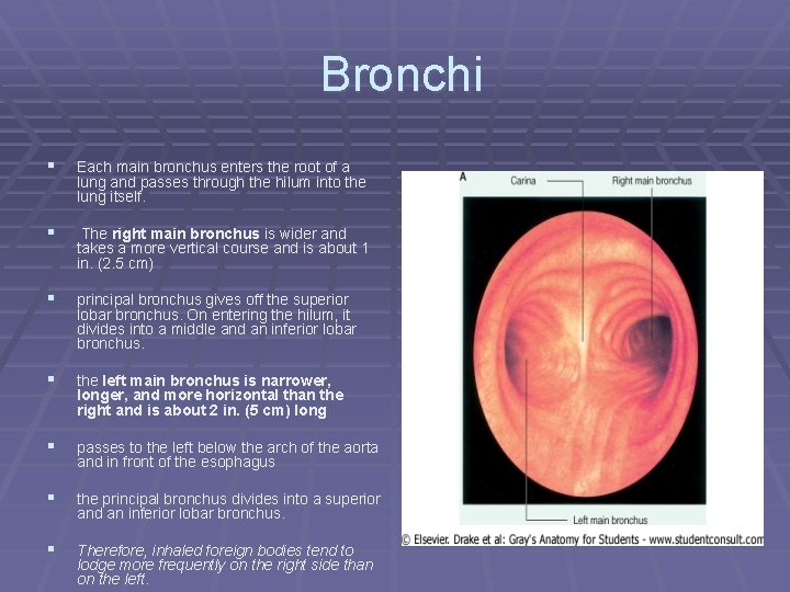 Bronchi § Each main bronchus enters the root of a lung and passes through