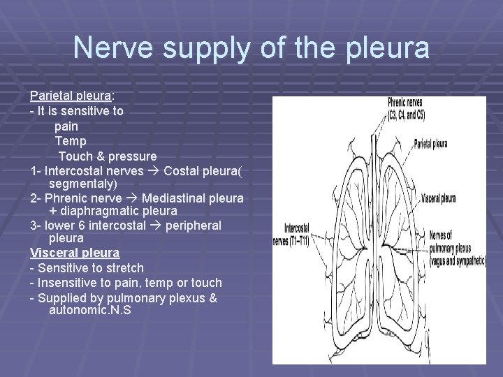 Nerve supply of the pleura Parietal pleura: - It is sensitive to pain Temp