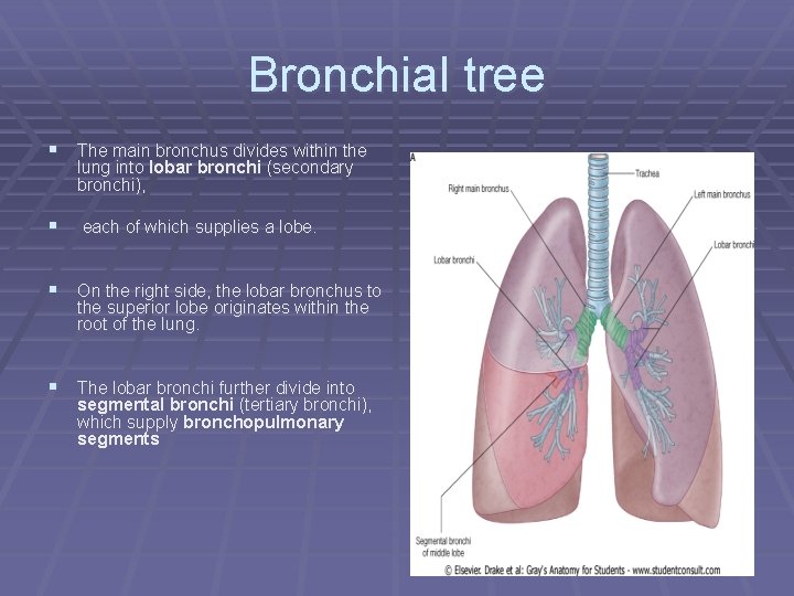 Bronchial tree § The main bronchus divides within the lung into lobar bronchi (secondary