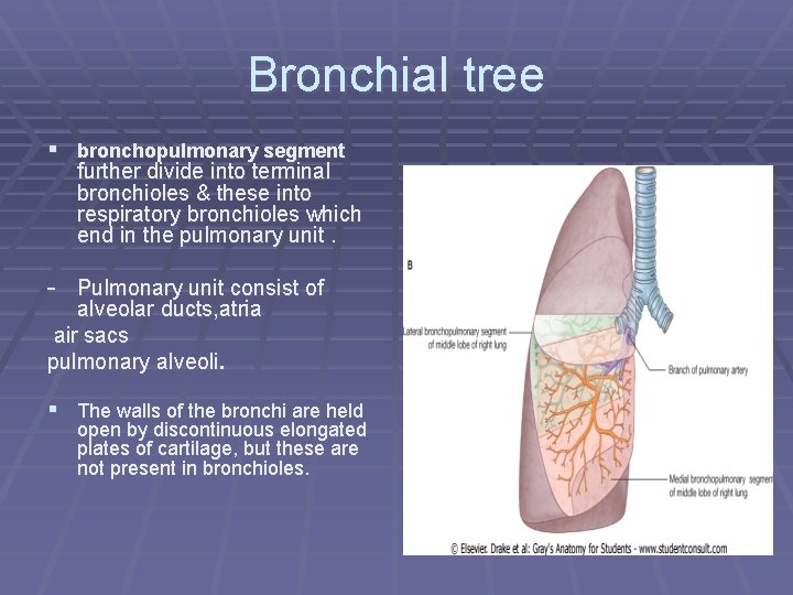 Bronchial tree § bronchopulmonary segment further divide into terminal bronchioles & these into respiratory