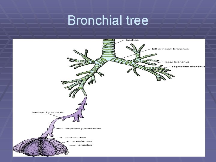 Bronchial tree 