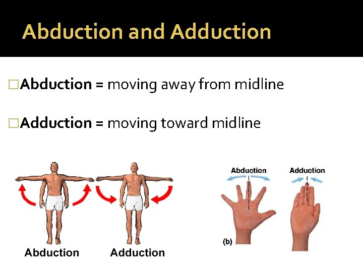 Abduction and Adduction �Abduction = moving away from midline �Adduction = moving toward midline Abduction and Adduction �Abduction = moving away from midline �Adduction = moving toward midline